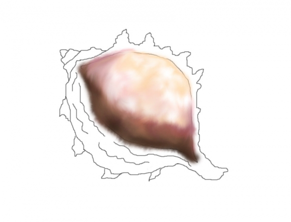 Creation of Shell And Branch: Step 3
